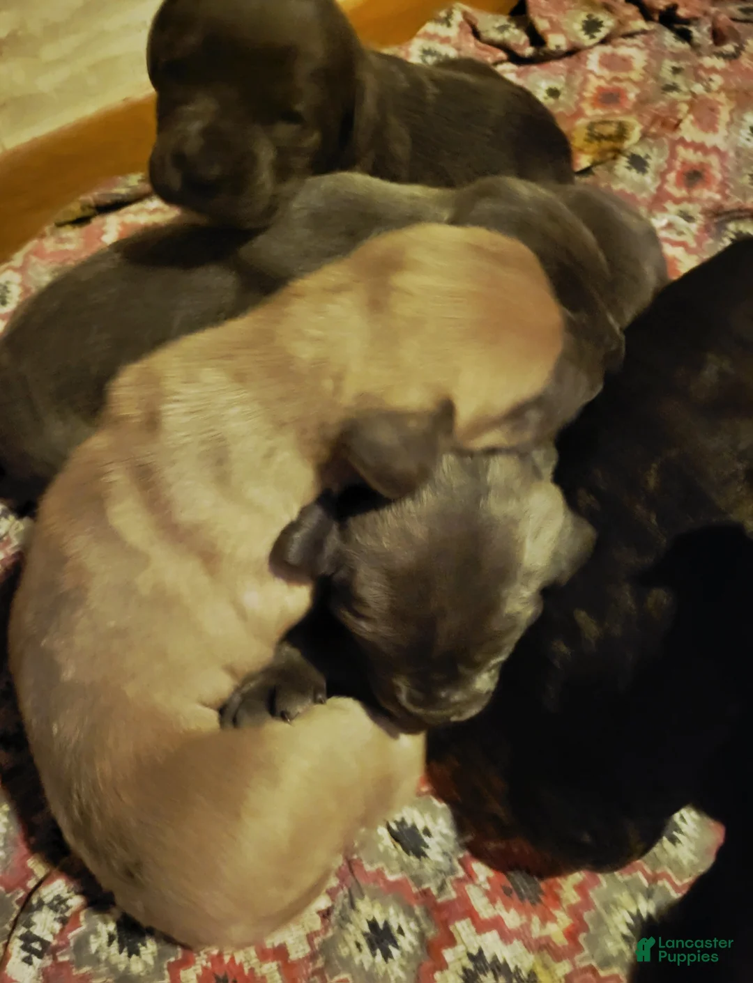 Cane Corso dogs for sale: Cane Corso She - Ad 2