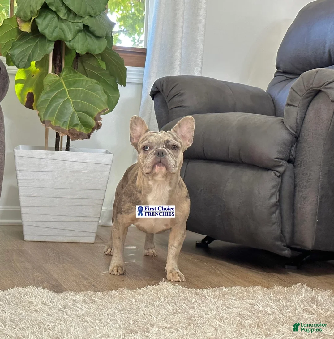 French Bulldog dogs for sale: Rose Video Ad - Ad 6