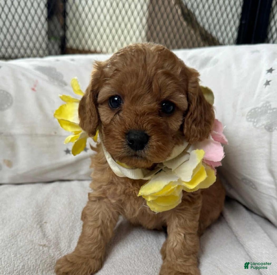 Cavapoo dogs Nyla - Ad 29