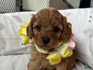 Cavapoo dogs Nyla - Ad 28