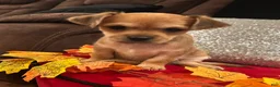 Mixed Breed dogs for sale: Mixed Breed 2 - Ad 2