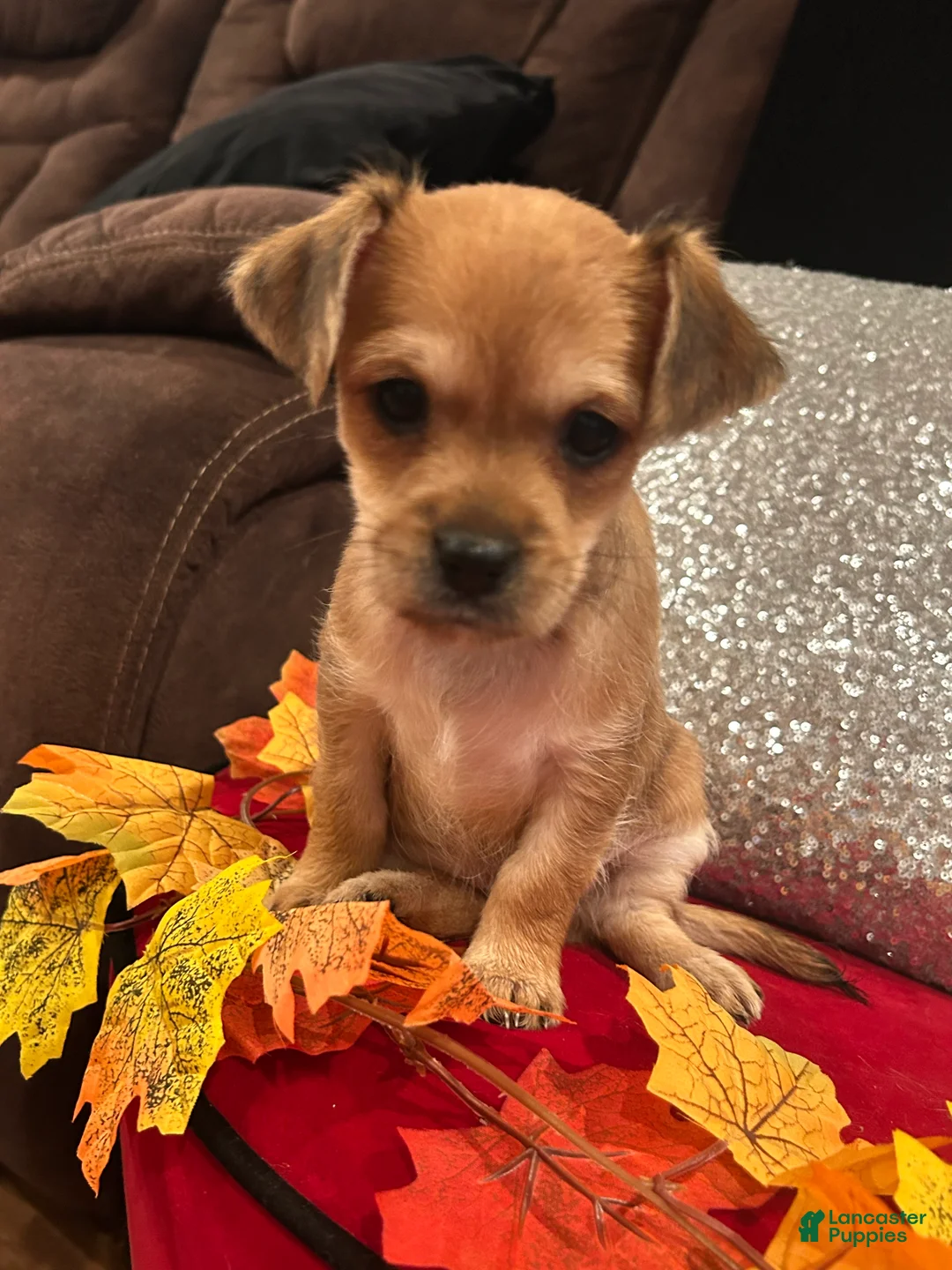 Mixed Breed dogs for sale: Mixed Breed 2 - Ad 2