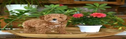 Miniature Poodle dogs for sale: Jack  - Ad 3