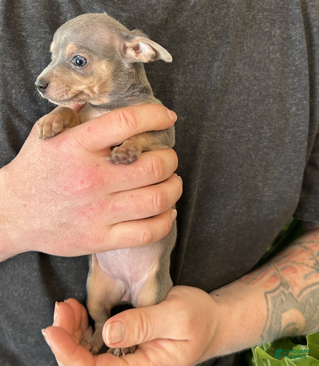 Chihuahua dogs for sale: Adora  - Ad 2