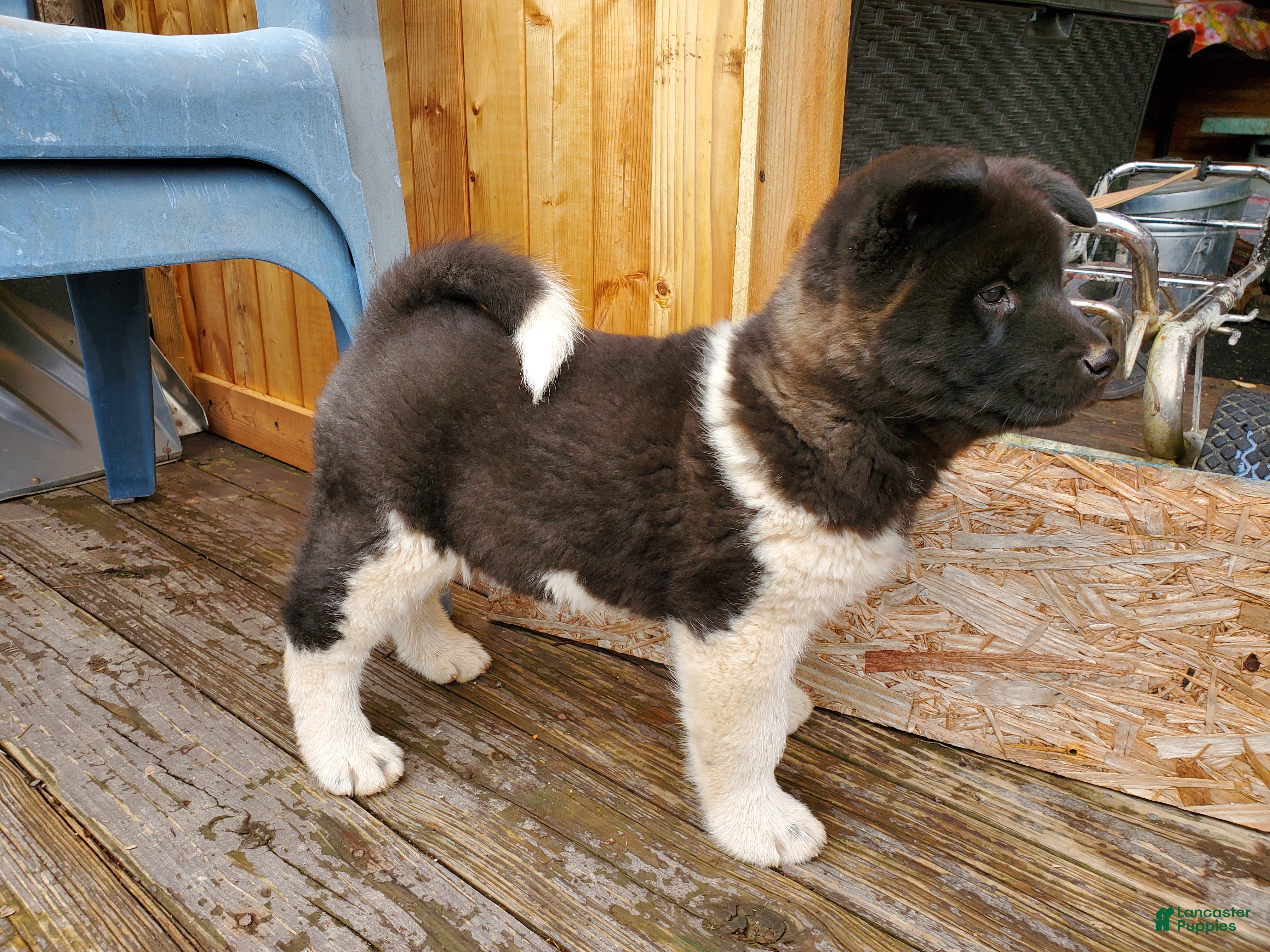 Akita dogs King - Ad 7