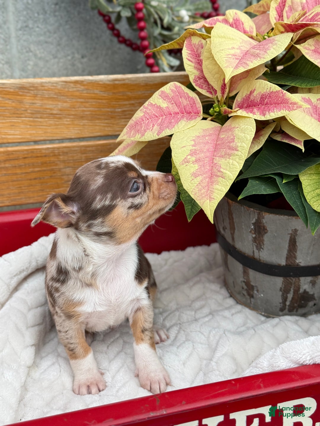 Chihuahua dogs for sale: Chestnut - Ad 2