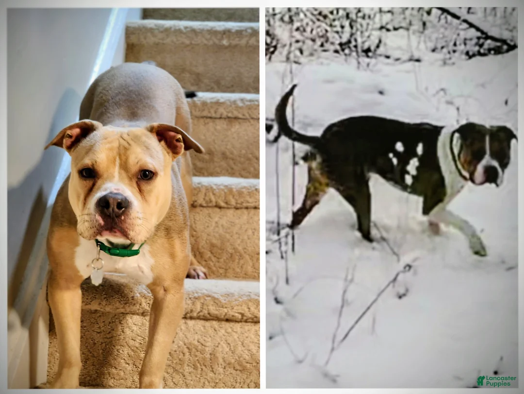 Gallery Image {{count}}