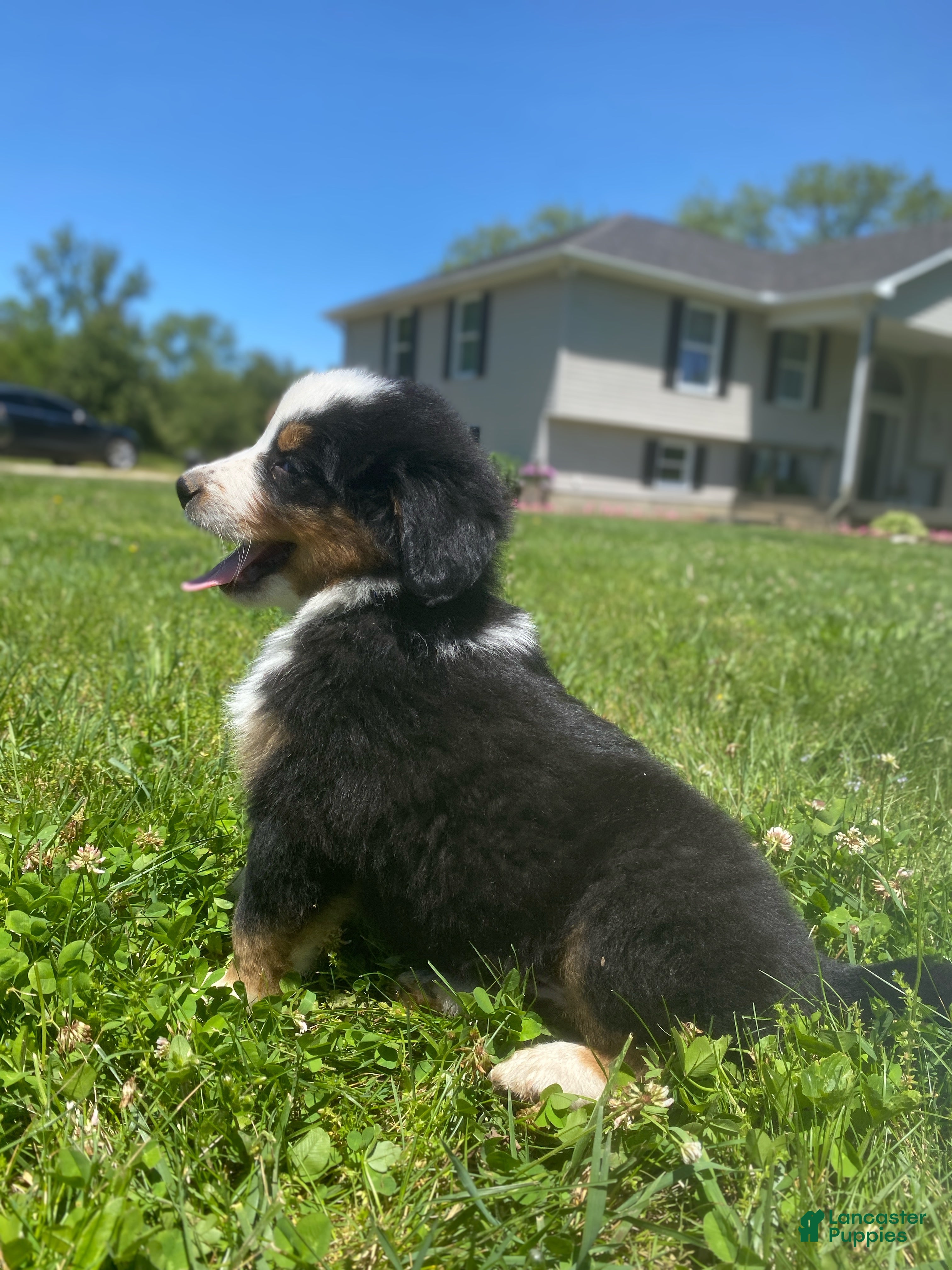 Mixed Breed dogs for sale: ♥️SWEET BERNIE♥️ - Ad 6