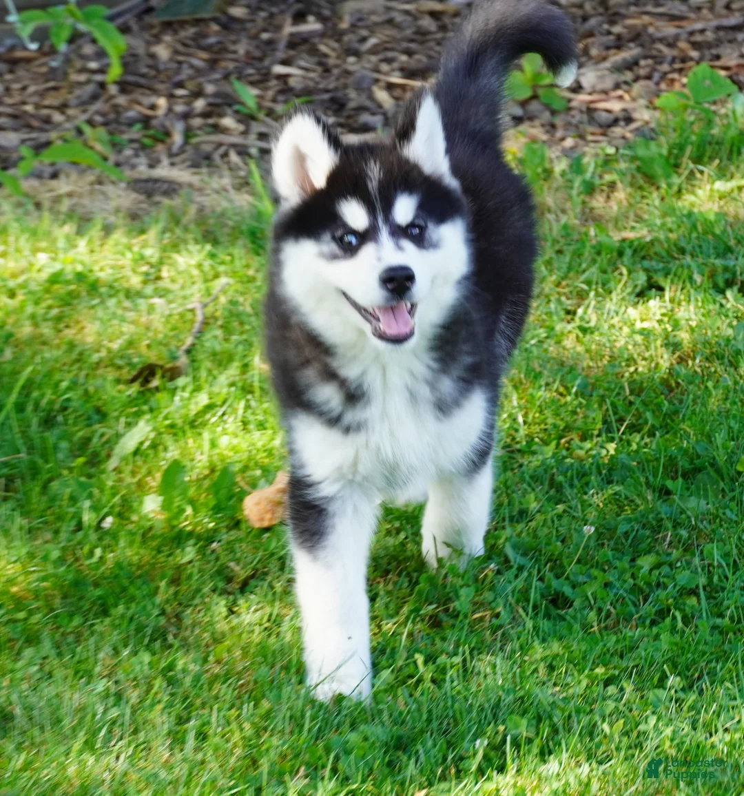 Siberian Husky dogs for sale: Tasha - Ad 2