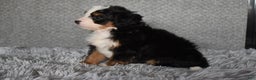 Mini Bernedoodle dogs for sale: Hattie - Ad 7