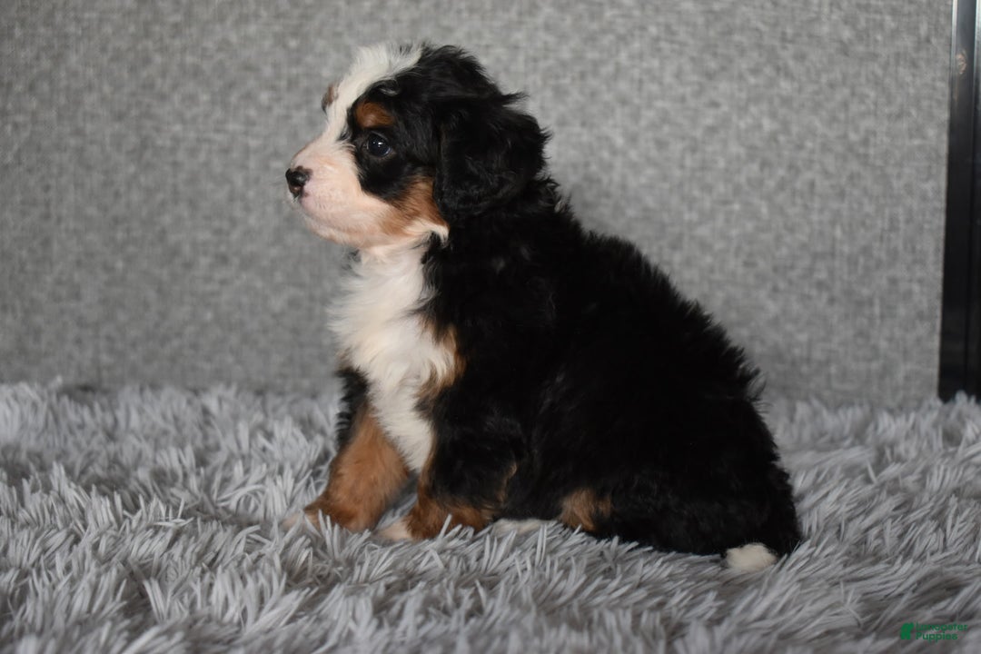 Mini Bernedoodle dogs for sale: Hattie - Ad 7