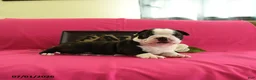 Boston Terrier dogs for sale: Vader - Ad 2