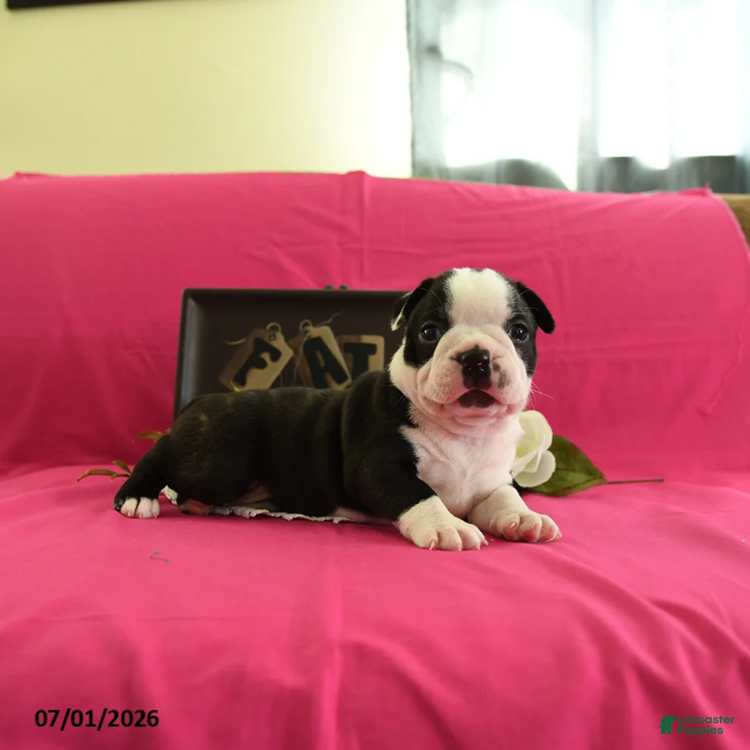 Boston Terrier dogs for sale: Vader - Ad 2