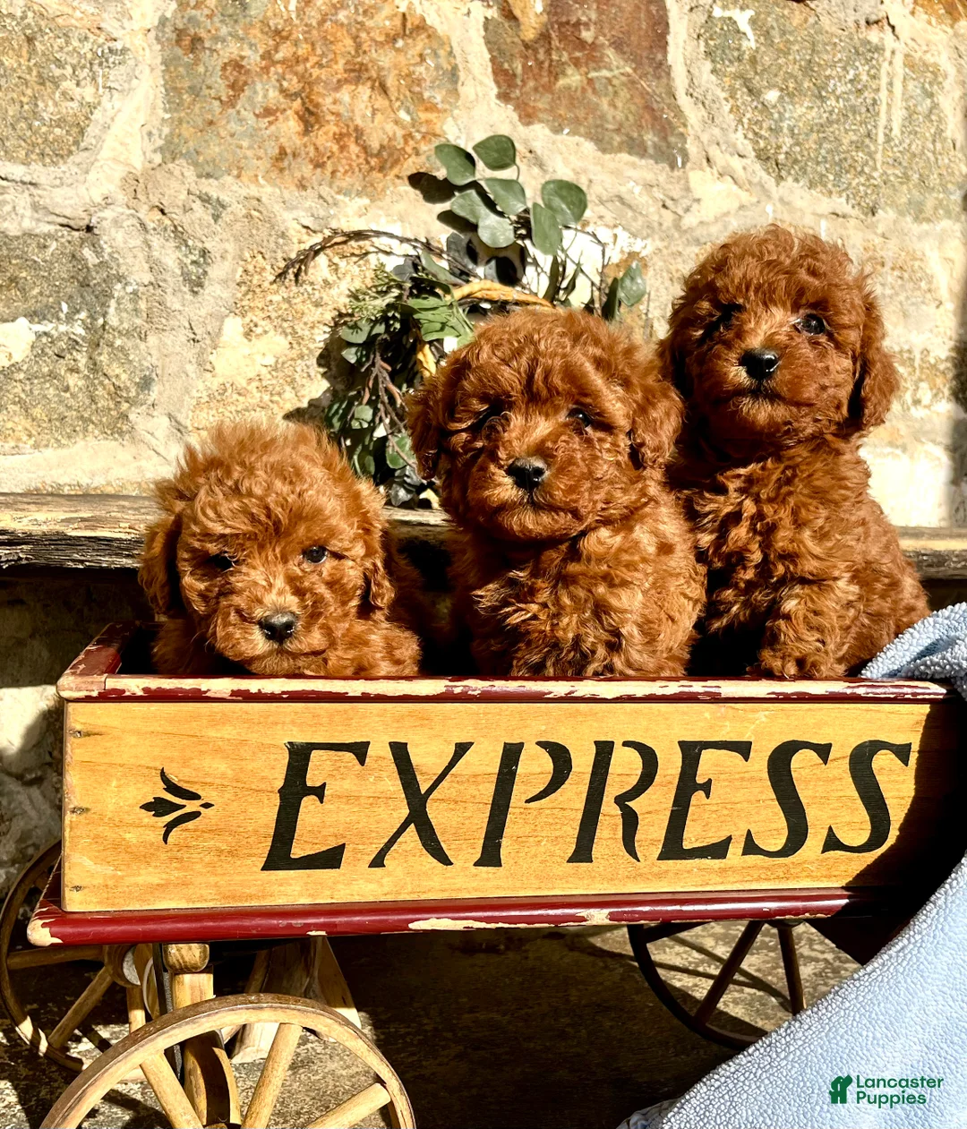 Toy Poodle dogs for sale: Little Tot❤️🐾AKC 6/7 lb❤️Call or Text 717-940-9223 - Ad 8