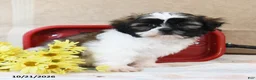 Shih Tzu dogs for sale: Snickers - Ad 3