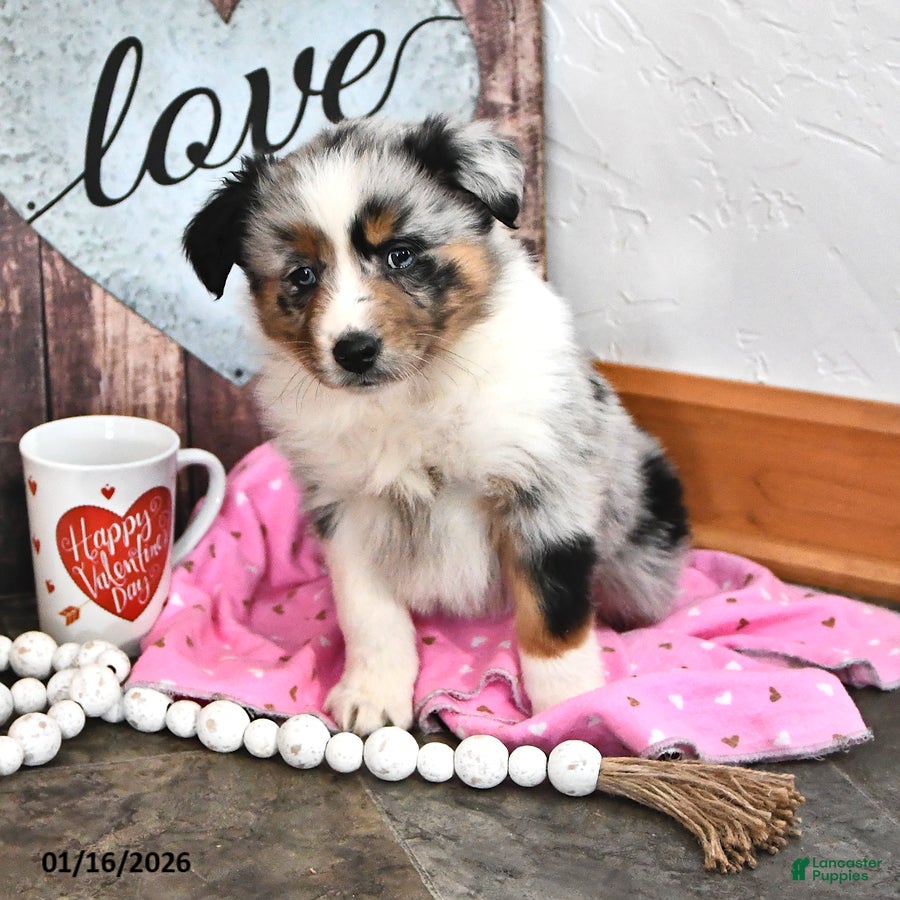 Australian Shepherd dogs Judy - Ad 14