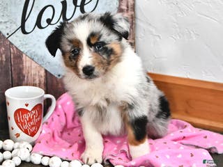 Australian Shepherd dogs Judy - Ad 18