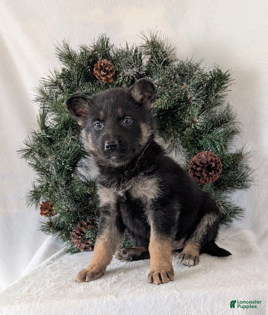 German Shepherd dogs for sale: Emmie  - Ad 2