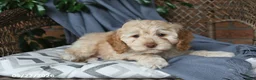 Cockapoo dogs for sale: Honey - Ad 3