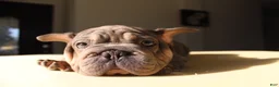 French Bulldog dogs for sale: Lazarus - Ad 19