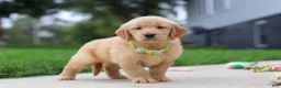 Golden Retriever dogs for sale: Edison 🐾 - Ad 6