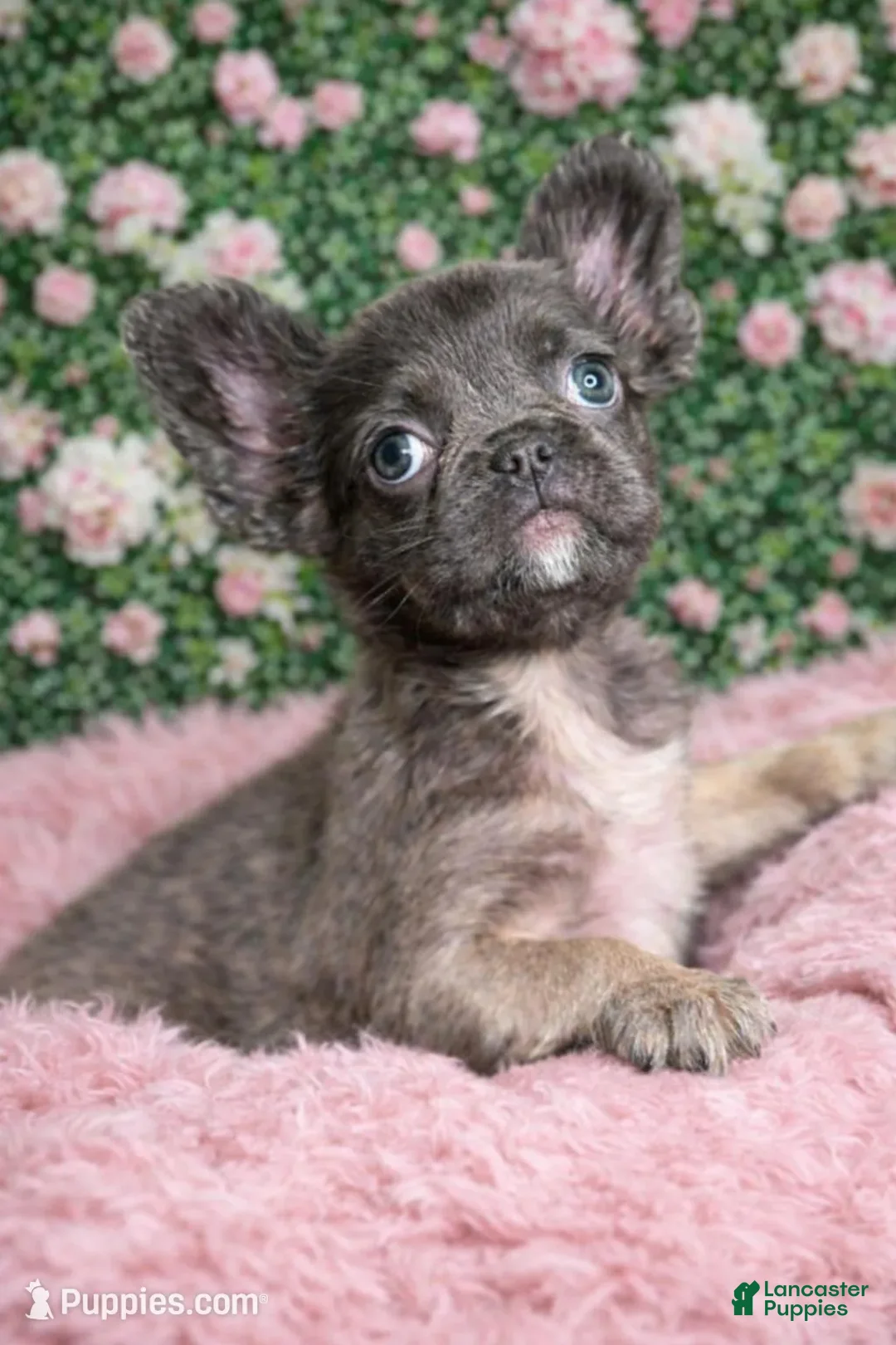 French Bulldog dogs for sale: Female Fluffy 1 - Ad 3