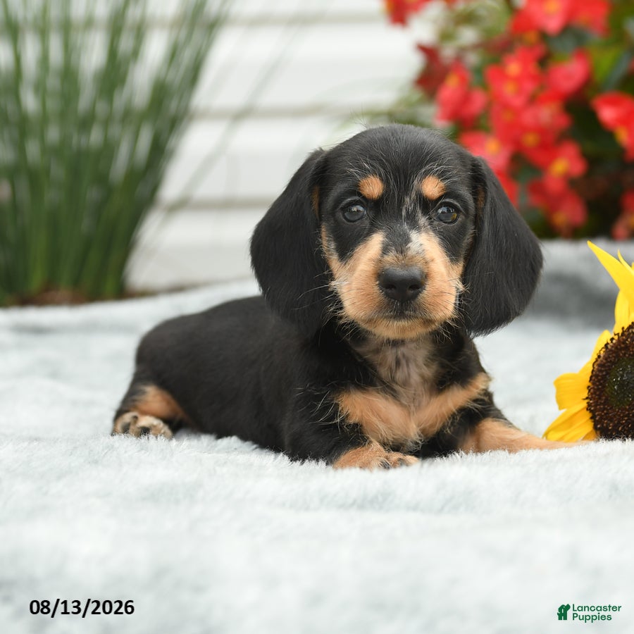 Dachshund dogs Rocky - Ad 1
