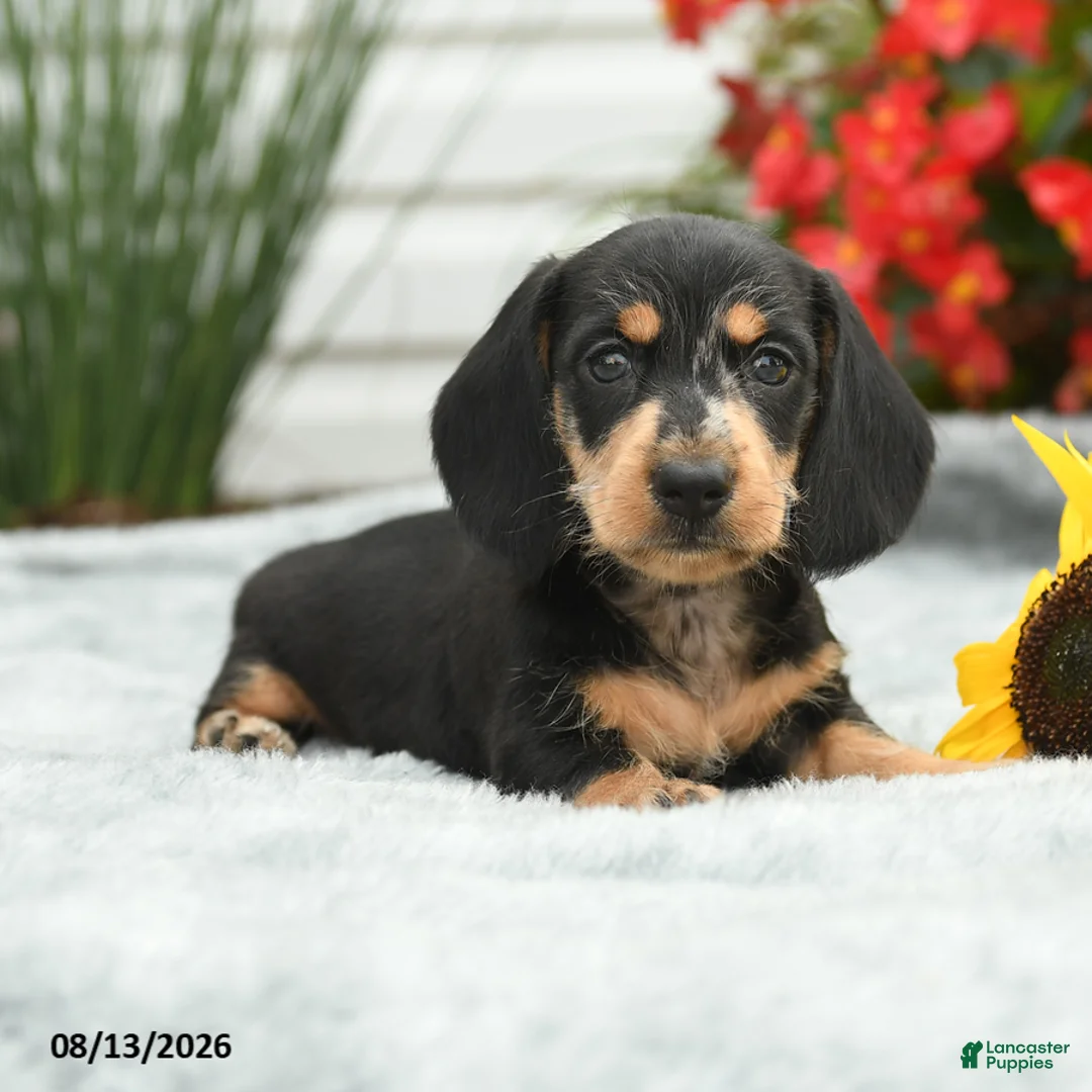 Dachshund dogs for sale: Rocky - Ad 1