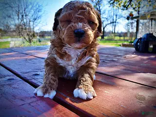 Havapoo dogs Muffin - Ad 20