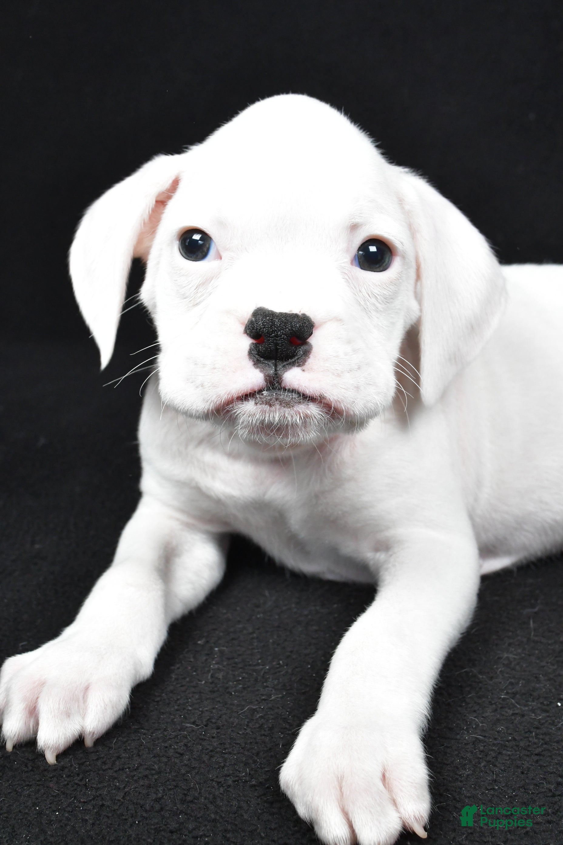 Boxer dogs Teddy - Ad 1