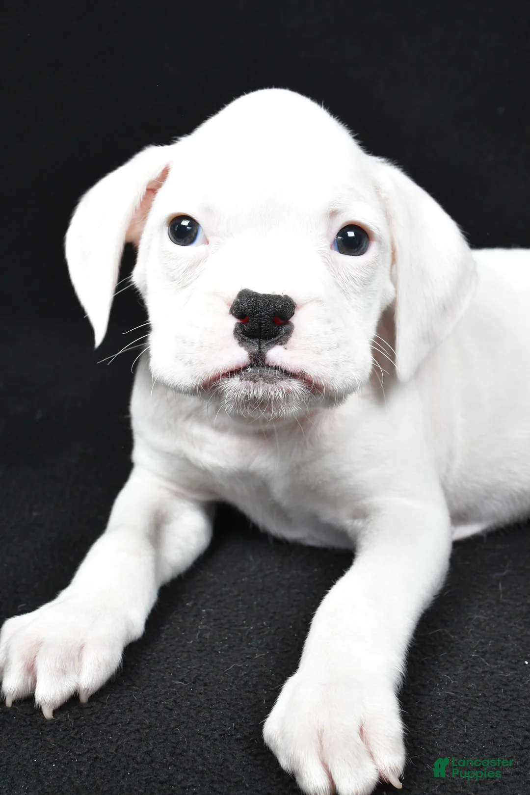 Boxer dogs for sale: Teddy - Ad 1