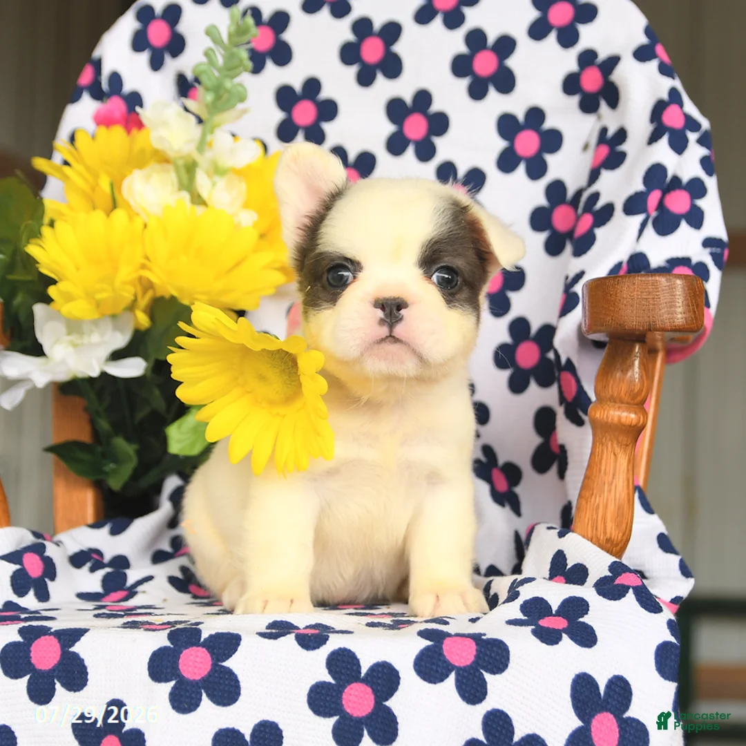 French Bulldog dogs for sale: Bunny - Ad 3