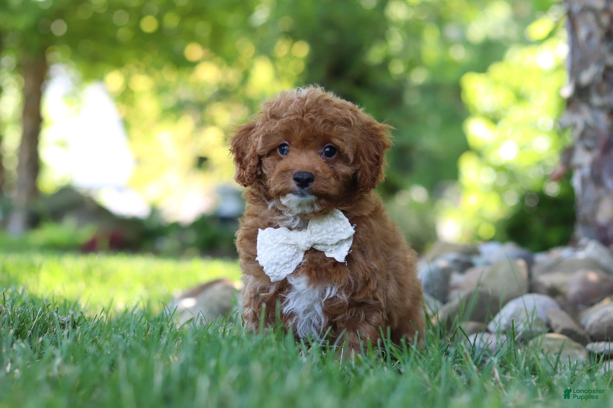 Cavapoo dogs Maggie - Ad 1