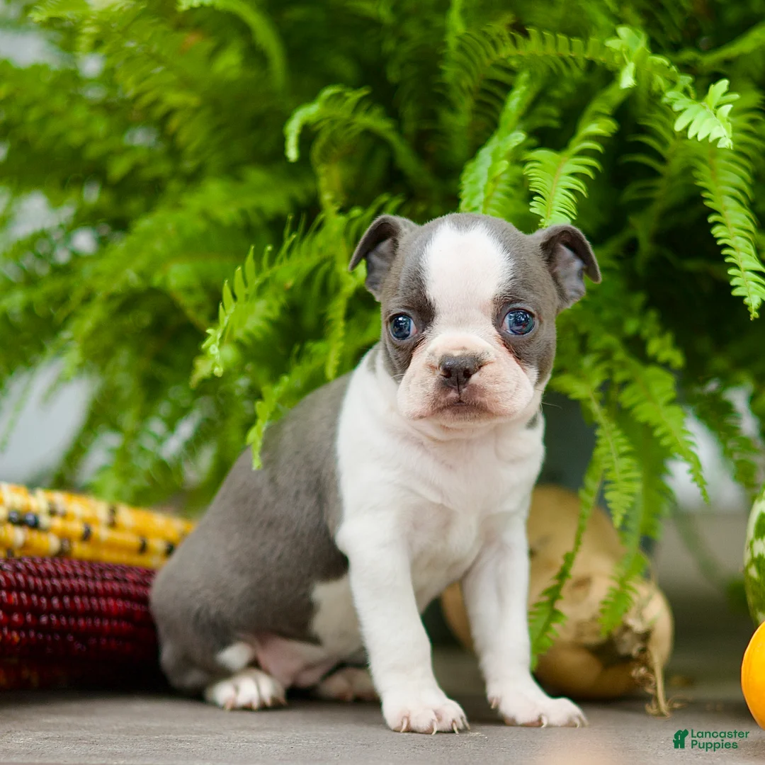 Boston Terrier dogs for sale: Reba - Ad 2