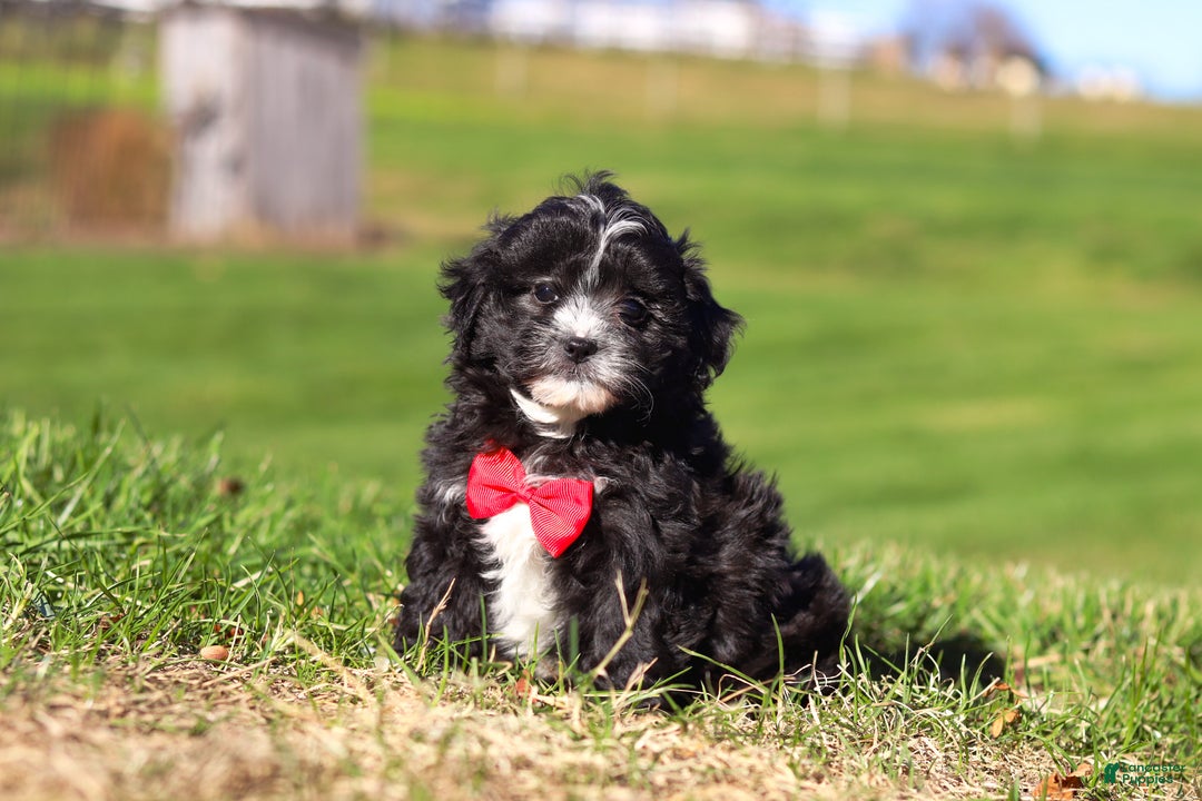 Shihpoo dogs for sale: Loki - Ad 2