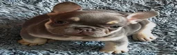 French Bulldog dogs for sale: French Bulldog 4 - Ad 4