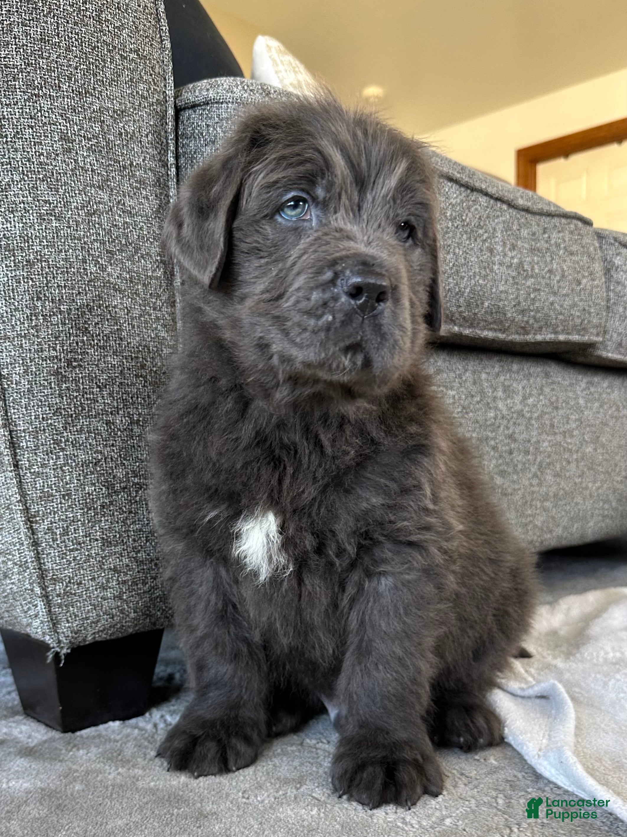 Newfoundland dogs AKC, OFA, CH, “Brok”  - Ad 1