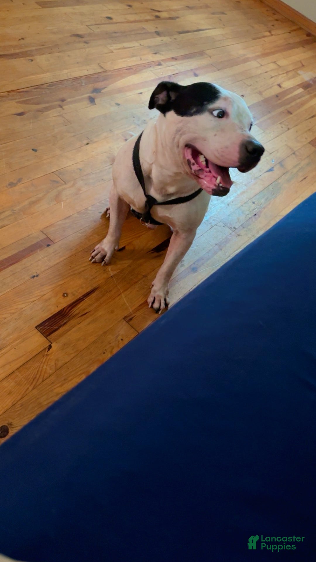 American Bully dogs for stud: Lynnn - Ad 1