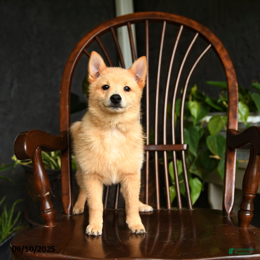 Schipperke dogs Quinn - Ad 2