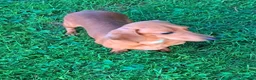 Miniature Dachshund dogs for sale: Dasher - Ad 5