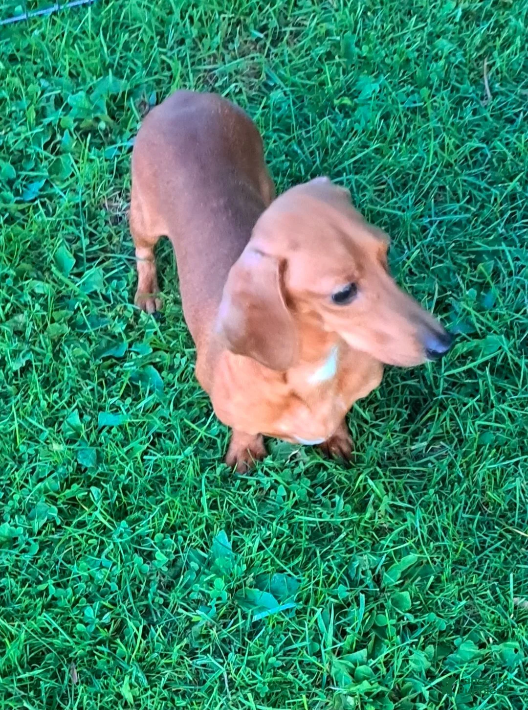 Miniature Dachshund dogs for sale: Dasher - Ad 5