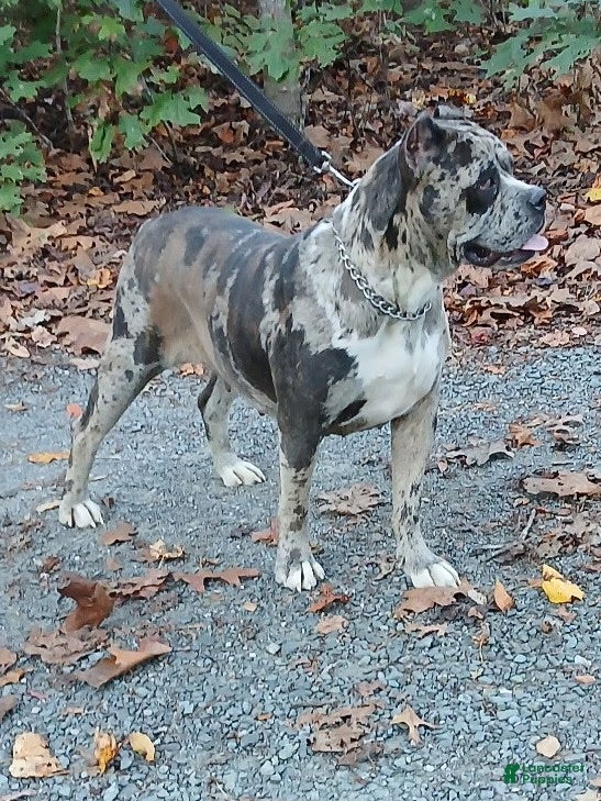 Cane Corso dogs Beyonce - Ad 38