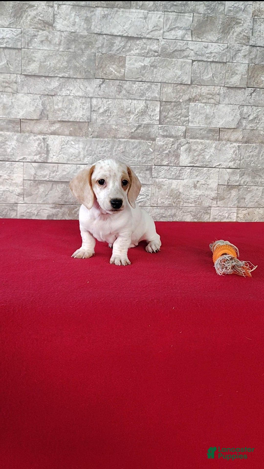 Miniature Dachshund dogs for sale: Frankie - Ad 5