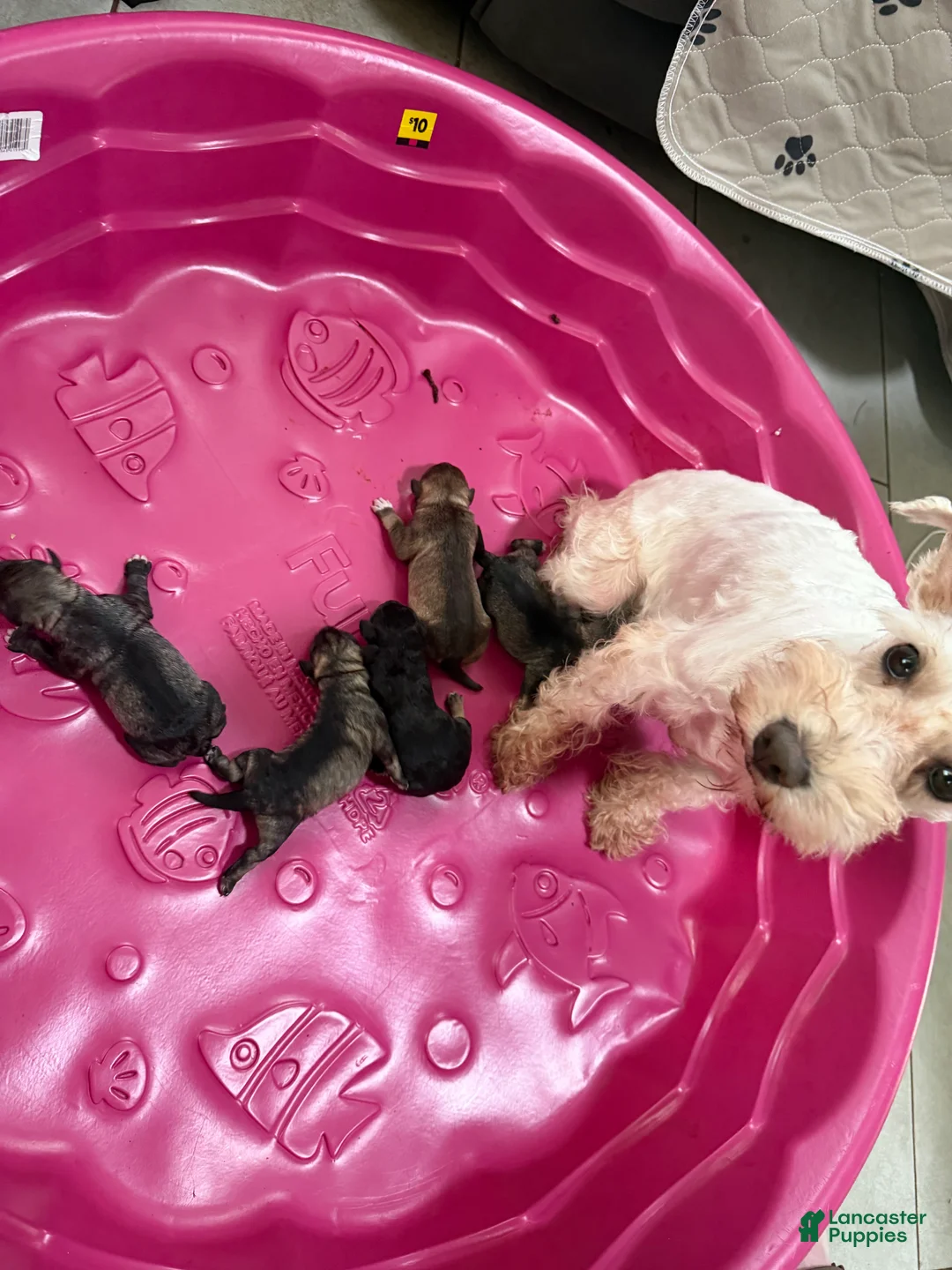 Miniature Schnauzer dogs for sale: Wells - Ad 4