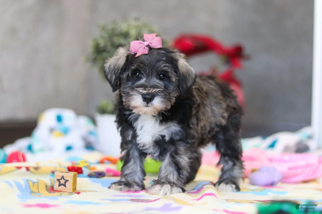 Miniature Schnauzer dogs for sale: Alice - Ad 2