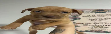 Boy 3