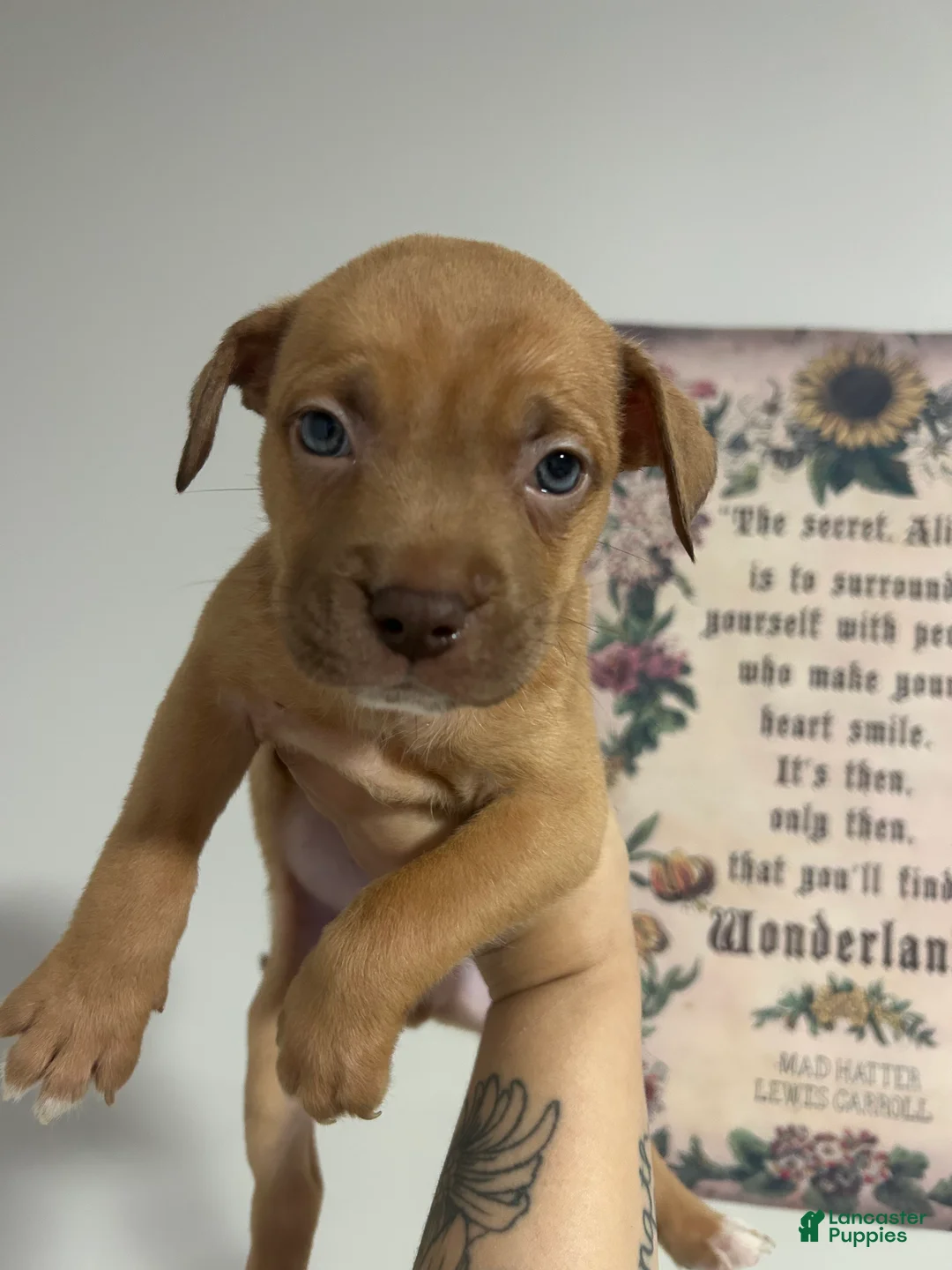 Mixed Breed dogs for sale: Boy 3 - Ad 1