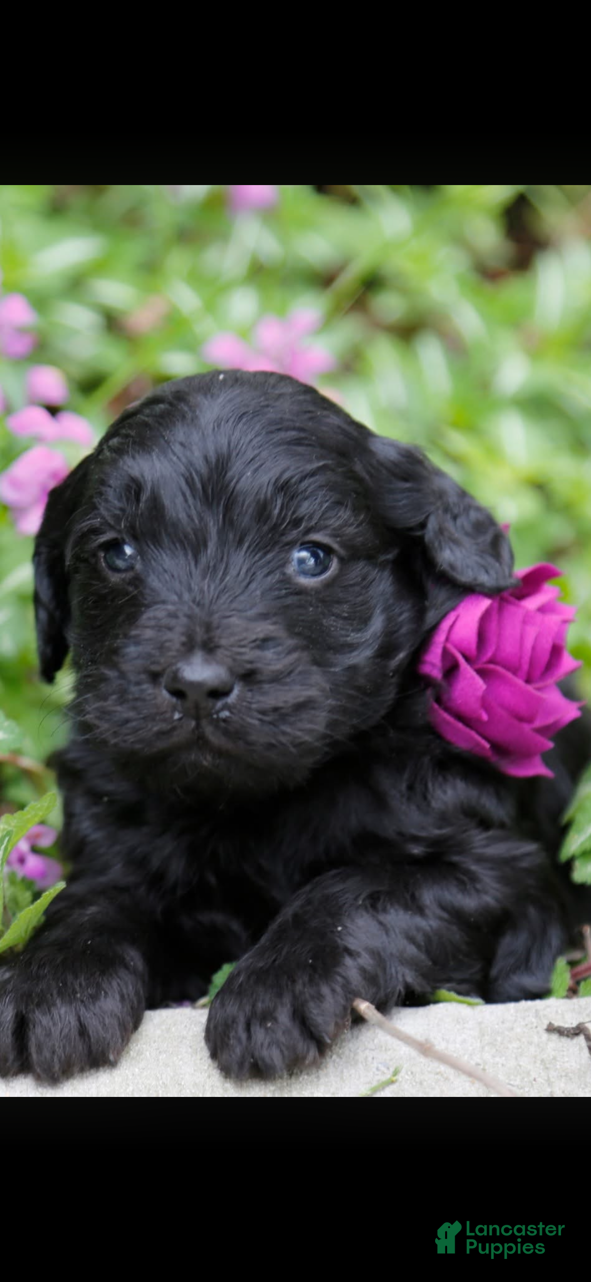 Goldendoodle dogs Goldendoodle Puppy 6 - Ad 1