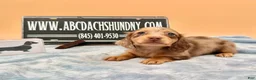 Miniature Dachshund dogs for sale: AKC Russian Carry’s Cream, PRA clear - Ad 5