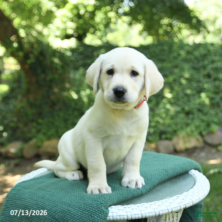 Labrador Retriever dogs Twila - Ad 2